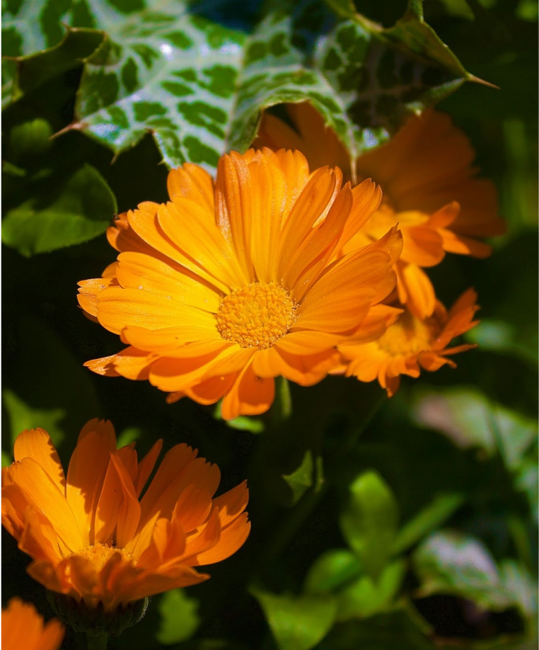 Caléndula: qué es y por qué es esencial en tu skincare