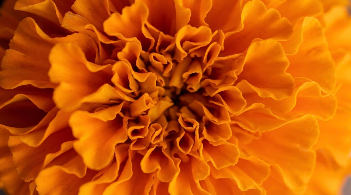 La flor de 20 pétalos: la historia detrás del cempasúchil&nbsp;
